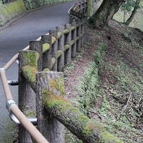 養老の滝の道中