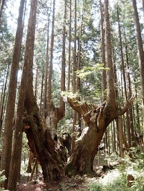21世紀の森公園　株杉