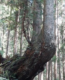 21世紀の森公園　株杉