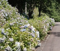 21世紀の森公園　あじさい