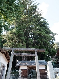 神明神社の大杉