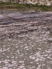 桜散るあと