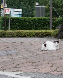 うすずみ桜の里・ねお　猫