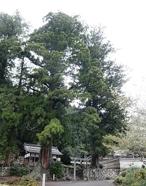 相戸白山神社　2本の杉の木