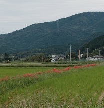あぜ道の彼岸花