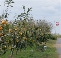 美濃加茂市　柿畑