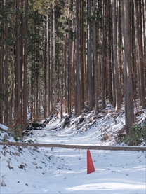 乙女渓谷への道