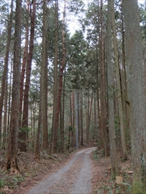 キリン木曽川水源の森への道