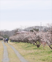 南濃梅園