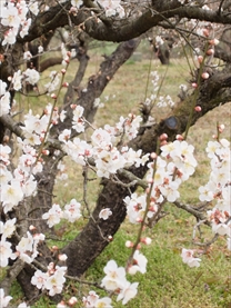 南濃梅園　ミツバチ