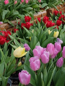 木曽三川公園センター