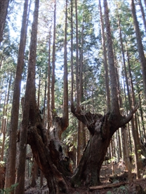 21世紀の森公園